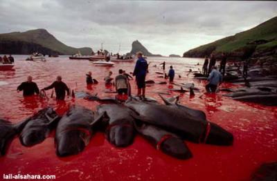 A bloody massacre of dauphins in the Feroe Islands