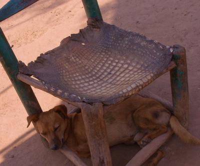 It's a dog's life...why can't men live like us, find and old chair to rest under?