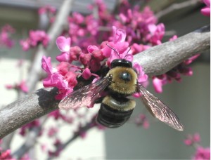 Bees fall to Colony Collapse Disorder: an ecological warning sign