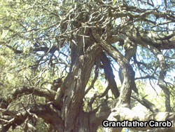 Grandfather Carab...a tree with magical powers in Merlo, Argentina